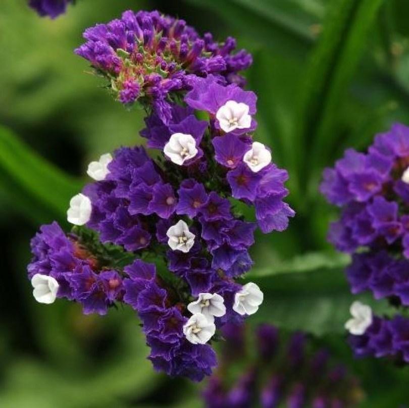 Limonium Qis Dark Blue